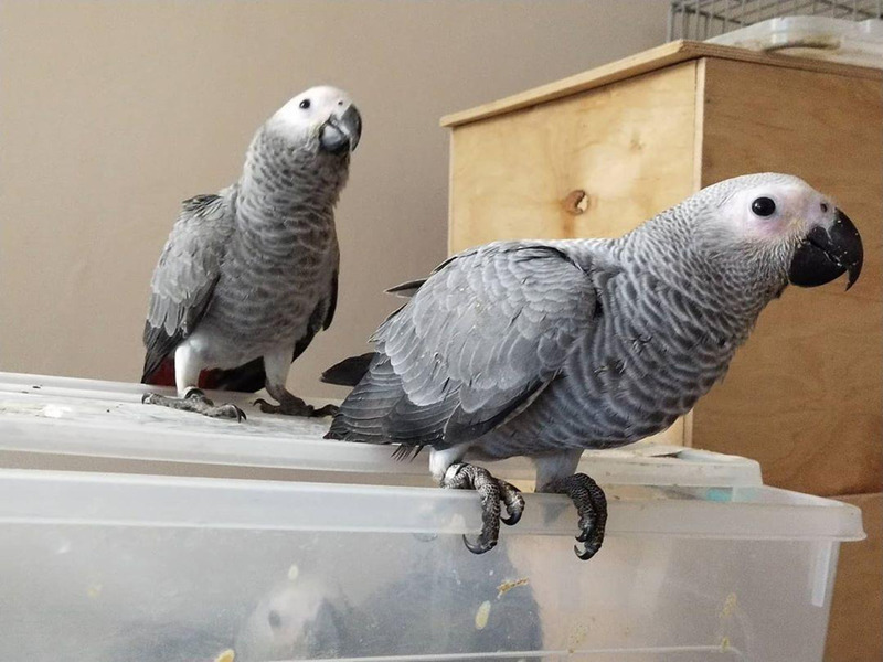 🐦 Intelligent African Grey Parrots – Talking Companions Ready for a Loving Home