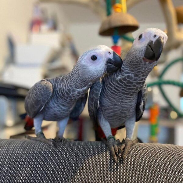 🐦 Intelligent African Grey Parrots – Talking Companions Ready for a Loving Home - 2/3