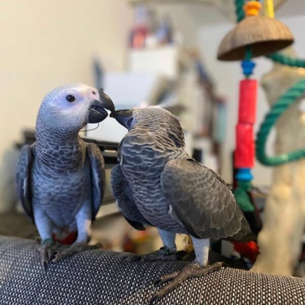 🐦 Intelligent African Grey Parrots – Talking Companions Ready for a Loving Home / 3